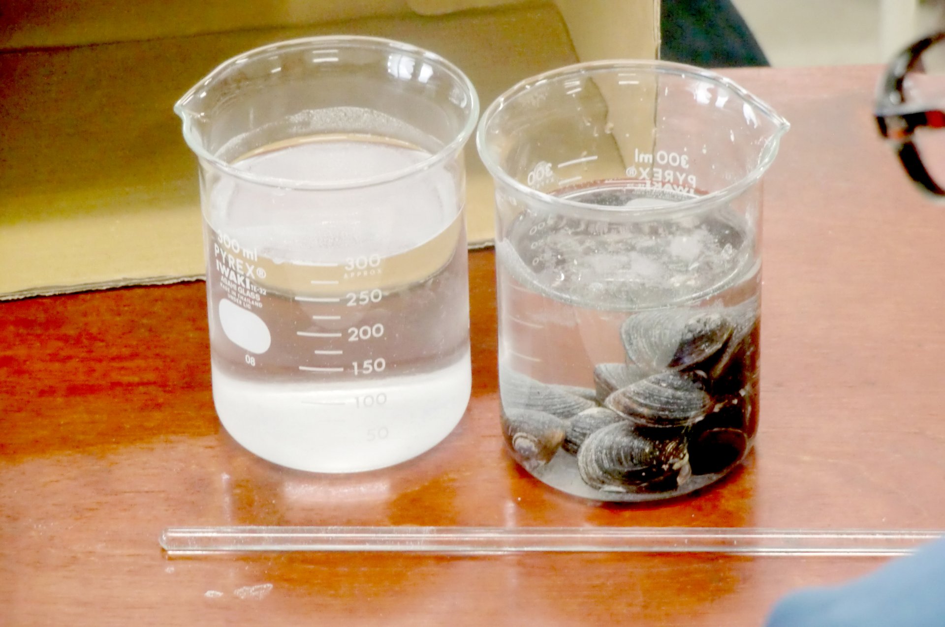 川をきれいにするのはだれ？ | 生物多様性