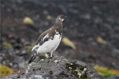 私たちの暮らしは、さまざまな生き物とのつながりの上に成り立っています。 ぎふの豊かな自然環境と生物の多様性を守る取り組みに参加しよう！