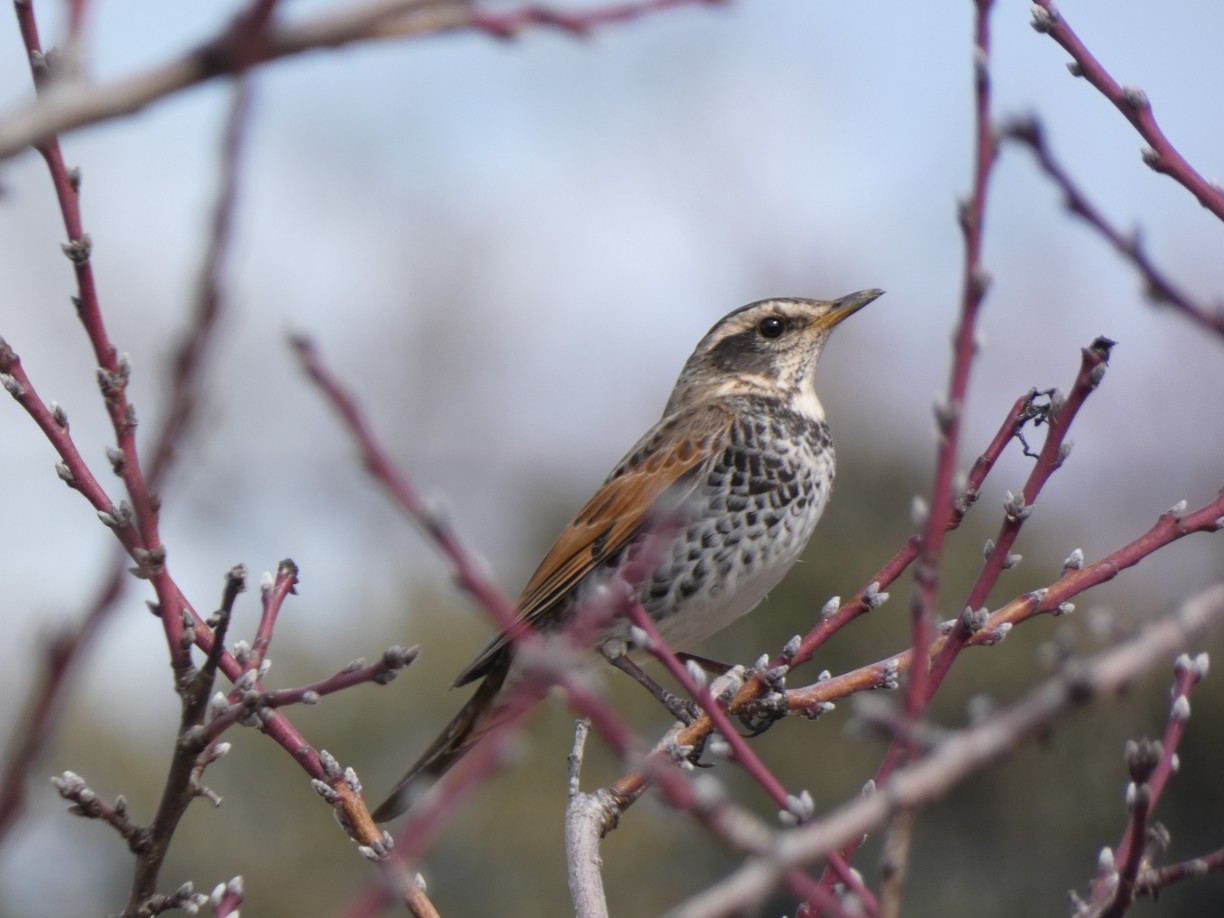 日本野鳥の会　岐阜　バードウォッチング（講師の派遣） | カテゴリで探す
