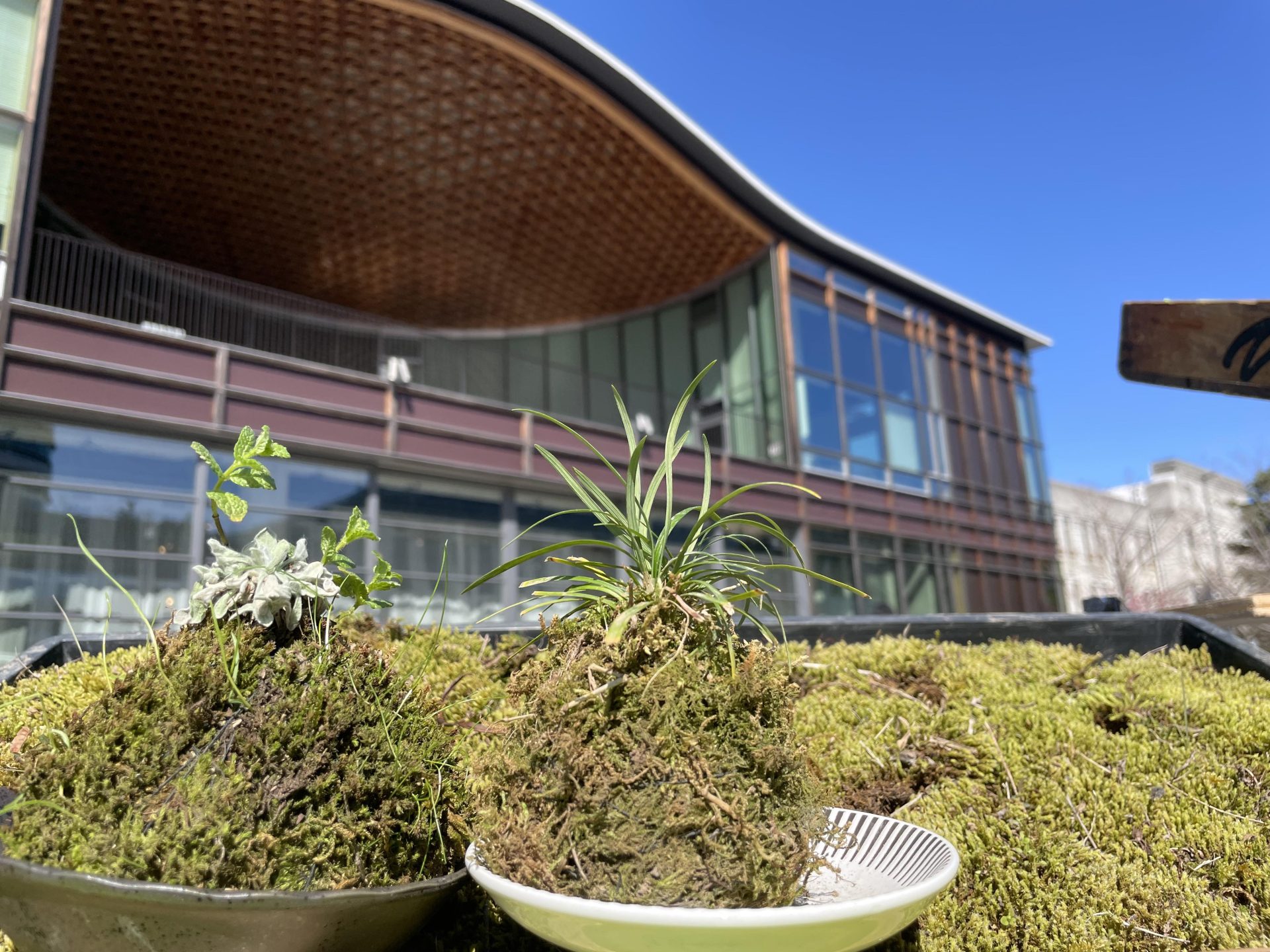 小さな里山の苔玉づくり体験 | カテゴリで探す