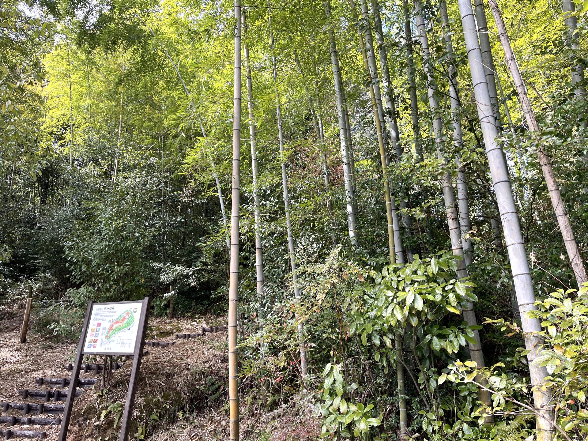 木と家にまつわるエトセトラ　山の恵み　竹林整備と筍堀 | カテゴリで探す