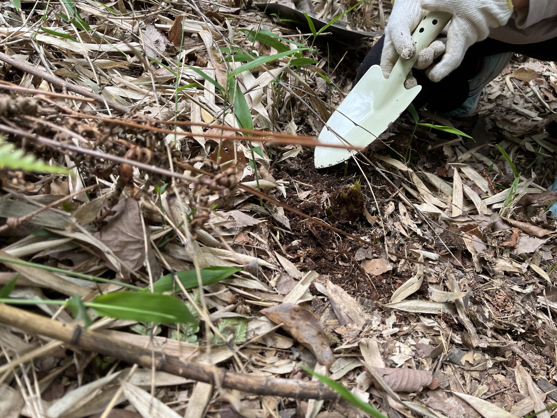 木と家にまつわるエトセトラ　山の恵み　竹林整備と筍堀 | カテゴリで探す