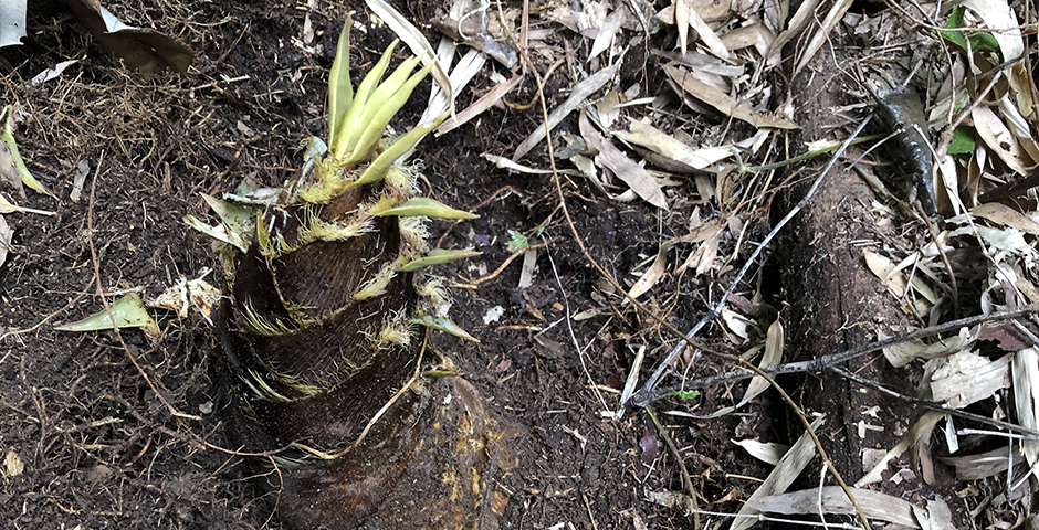 木と家にまつわるエトセトラ　山の恵み　竹林整備と筍堀 | カテゴリで探す