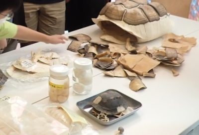 生物多様性シンポジウム | カテゴリで探す