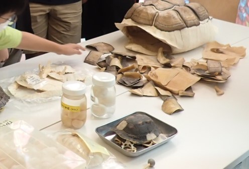 生物多様性シンポジウム | カテゴリで探す