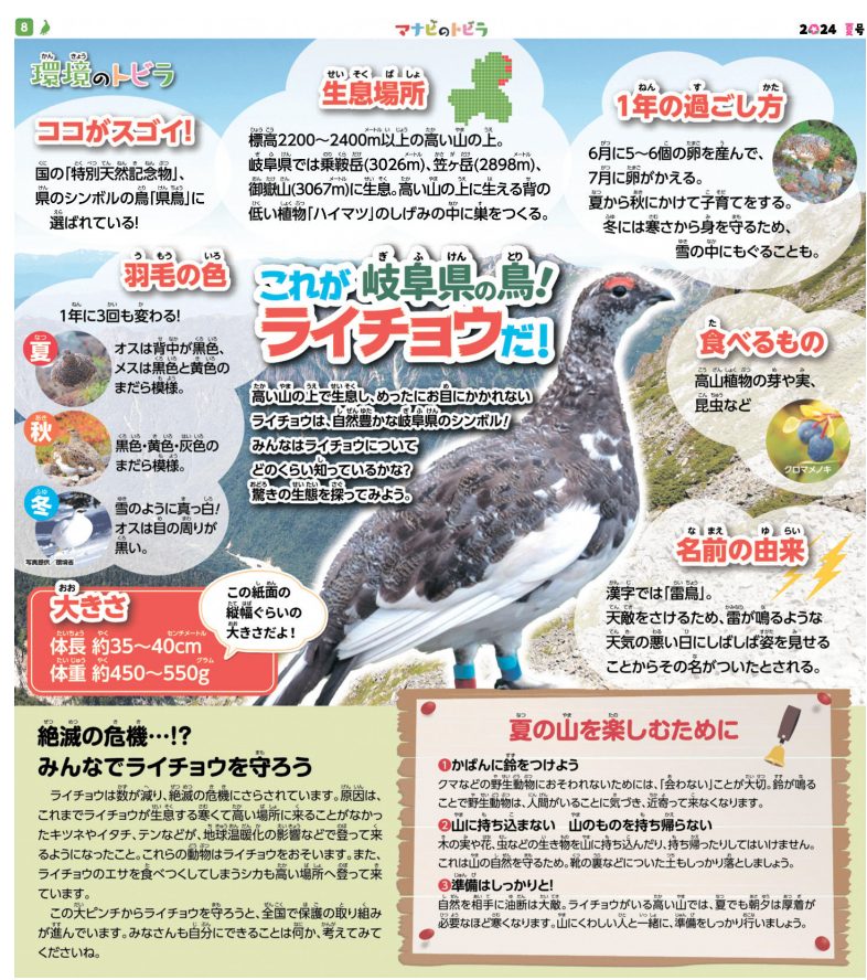 これが岐阜県の鳥！ライチョウだ！　「マナビのトビラ　２０２４夏号」　８ページ掲載 　　提供：岐阜新聞社　
