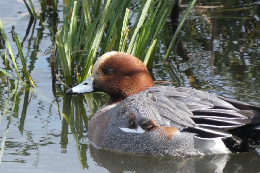 日本野鳥の会　初心者向けバードウオッチング | カテゴリで探す