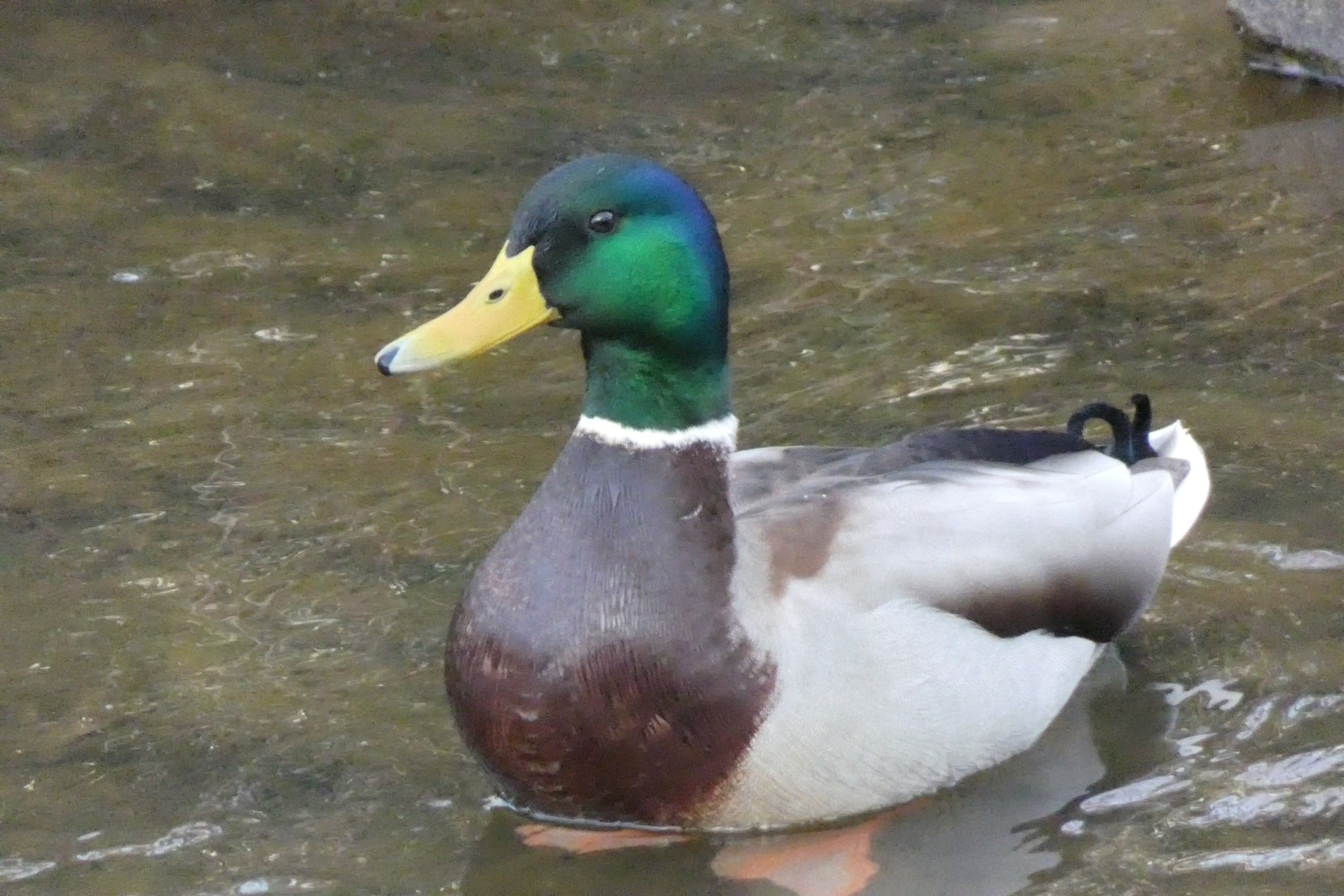 日本野鳥の会　初心者向けバードウオッチング | カテゴリで探す