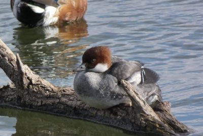 日本野鳥の会　初心者向けバードウオッチング | カテゴリで探す