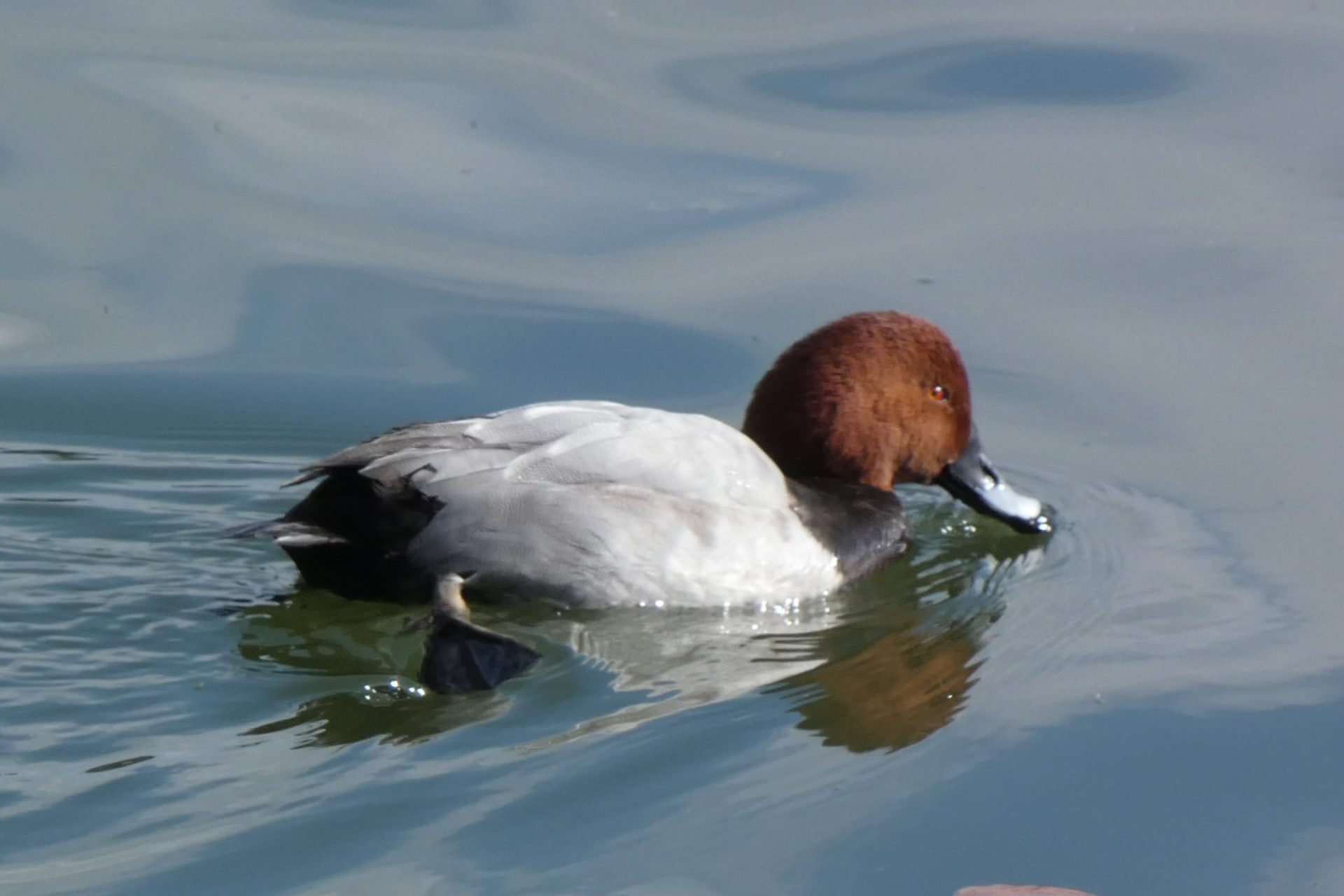 日本野鳥の会　初心者向けバードウオッチング | カテゴリで探す