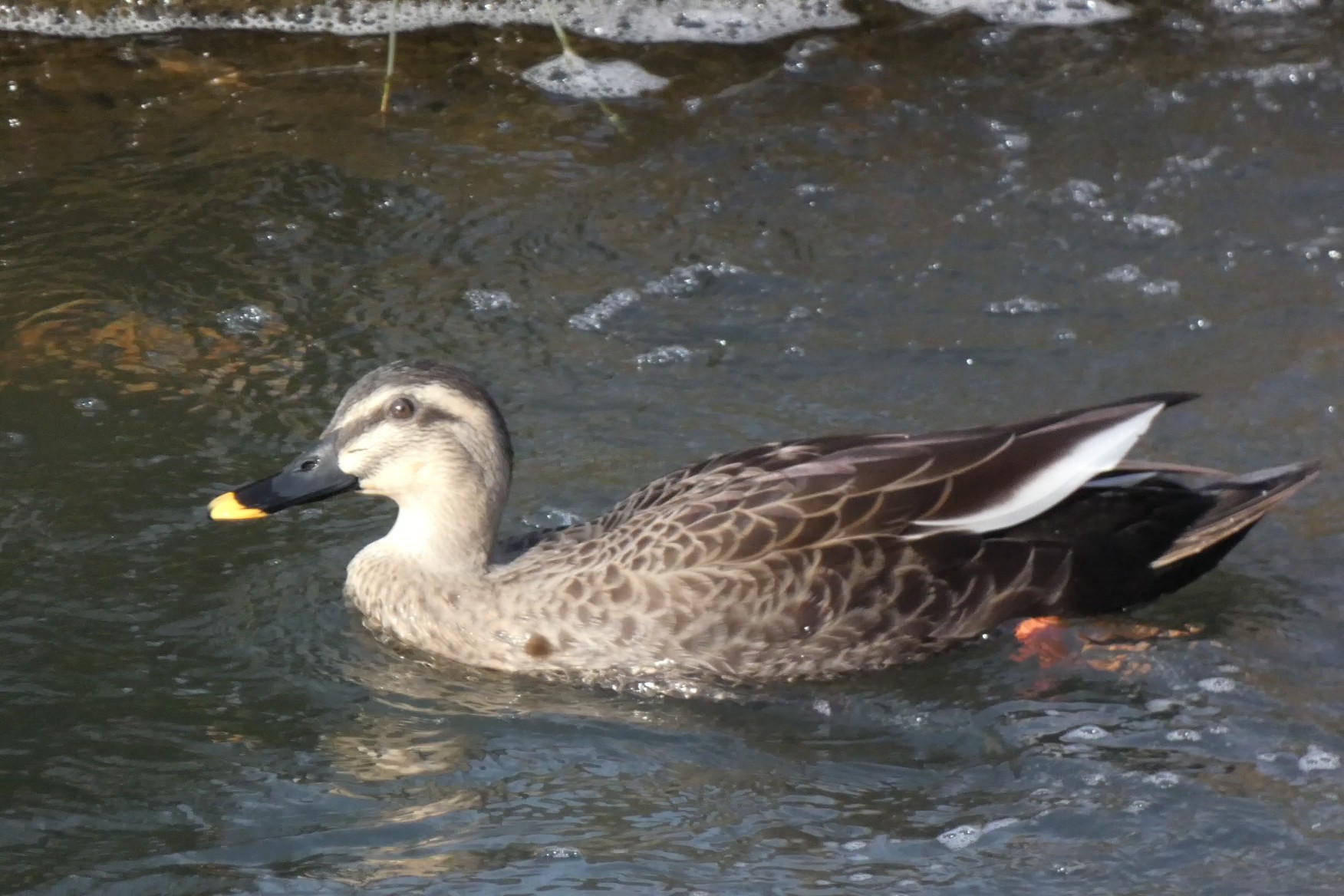 日本野鳥の会　初心者向けバードウオッチング | カテゴリで探す