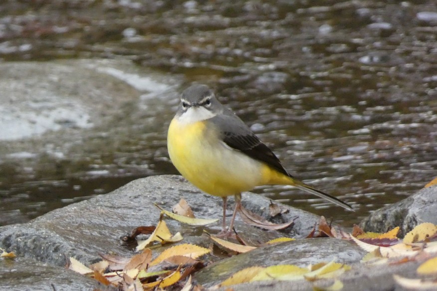 日本野鳥の会　初心者向けバードウオッチング | カテゴリで探す