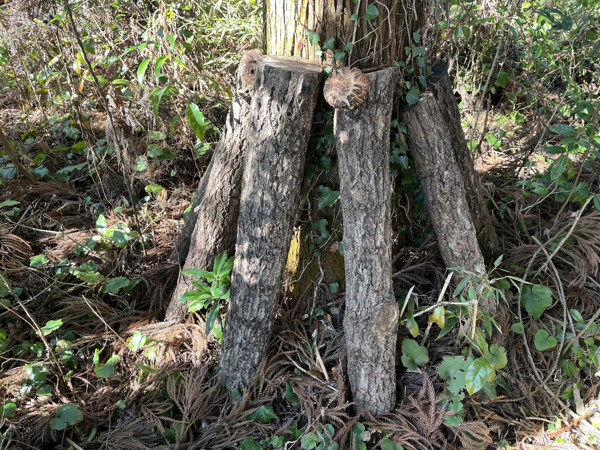 木と家にまつわるエトセトラ　木の家の「山時間クラブ」 | カテゴリで探す