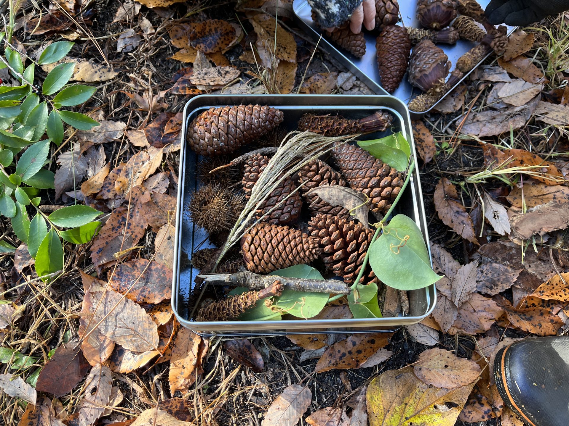木と家にまつわるエトセトラ　散策観察しながら集める | カテゴリで探す
