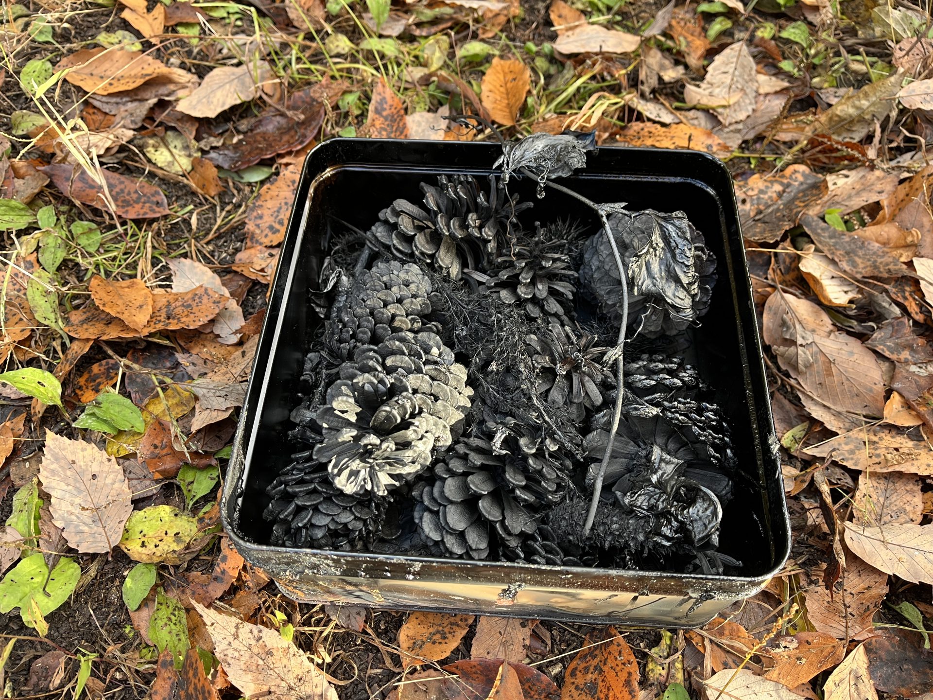 木と家にまつわるエトセトラ　散策観察しながら集める | カテゴリで探す