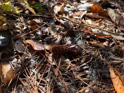 木と家にまつわるエトセトラ　散策観察しながら集める | カテゴリで探す