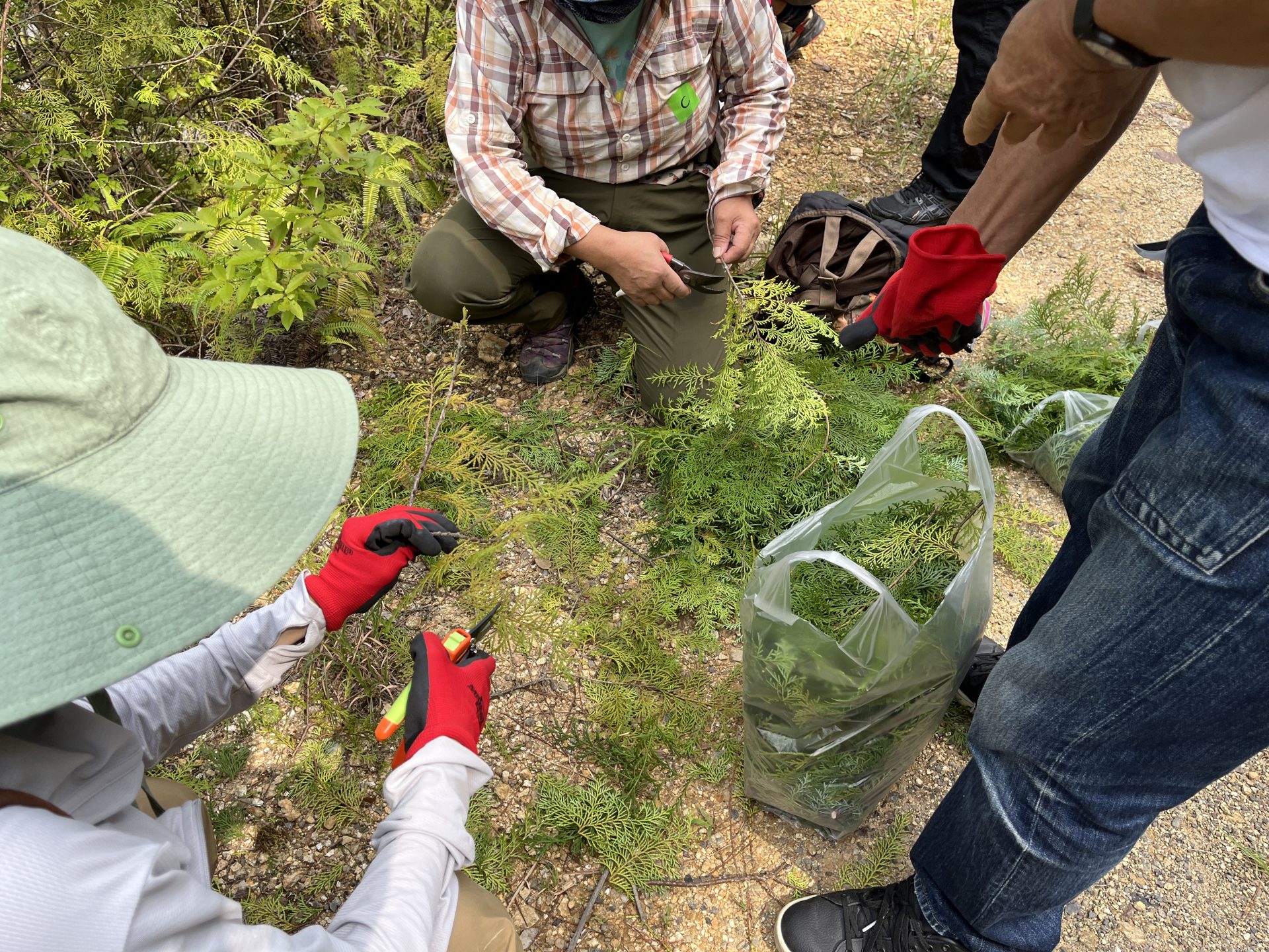 木と家にまつわるエトセトラ　山で遊ぶ　桜の小枝を拾って草木染（全2回連続講座） | カテゴリで探す