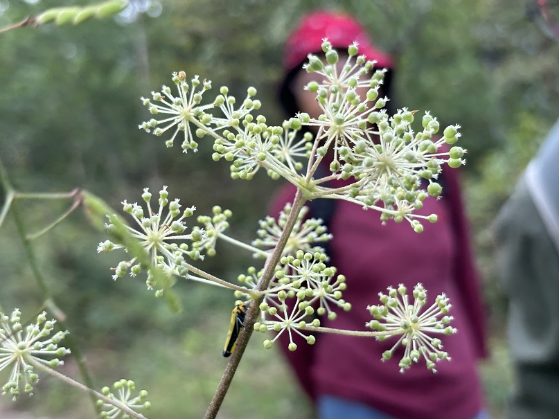 リコーえなの森　植物観察会 | 自然環境