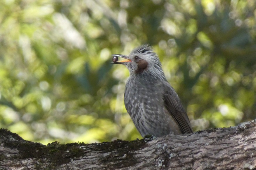 日本野鳥の会　岐阜　探鳥会 | カテゴリで探す