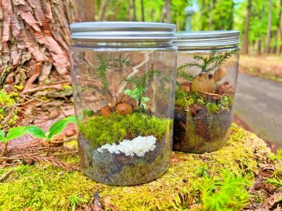 私の小さな森 ー自然の神秘が詰まったインテリアづくりー | 自然共生（生物多様性・気象・自然体験）