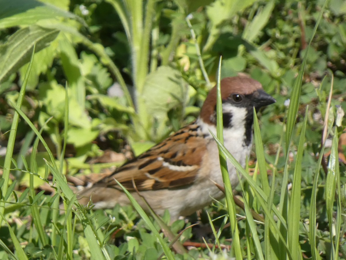 日本野鳥の会　岐阜　探鳥会 | カテゴリで探す