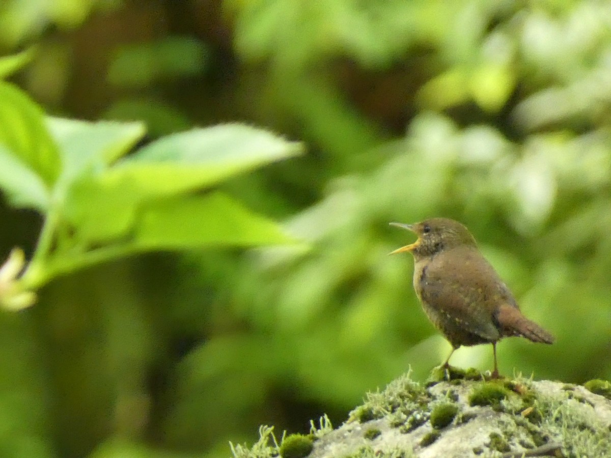 日本野鳥の会　岐阜　探鳥会 | カテゴリで探す