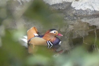 日本野鳥の会　岐阜　探鳥会 | カテゴリで探す