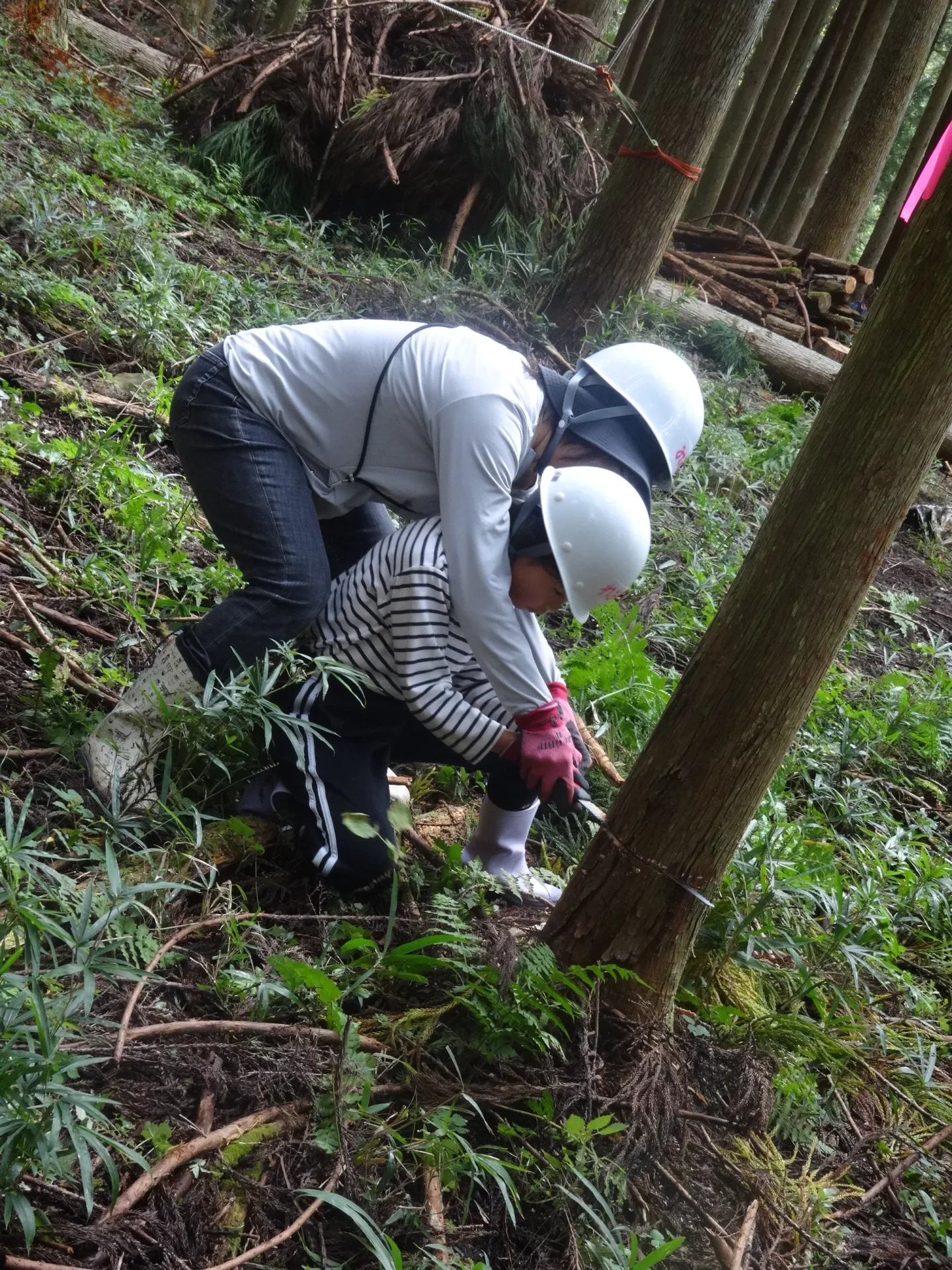 といろ | 岐阜エリア